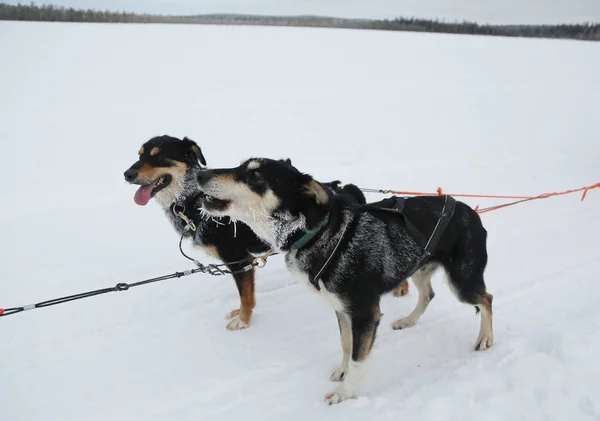 Husky de Alaska en el Campamento Musher en Laponia finlandesa —  Fotos de Stock