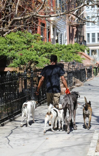 Paseador de perros en el histórico barrio de Brooklyn Heights . —  Fotos de Stock
