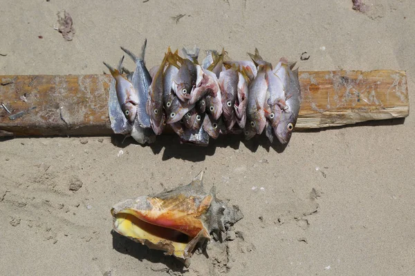 Captura diaria en una playa —  Fotos de Stock