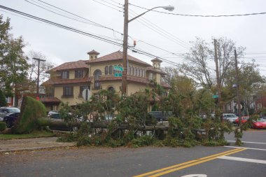  Kasırga Sandy Brooklyn, New York sonrasında hasar düşmüş ağaç evde