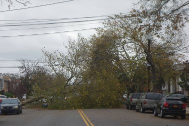  Kasırga Sandy Brooklyn, New York sonrasında hasar düşmüş ağaç evde