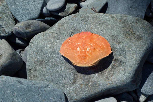 Krab shell na skalnaté pláži — Stock fotografie