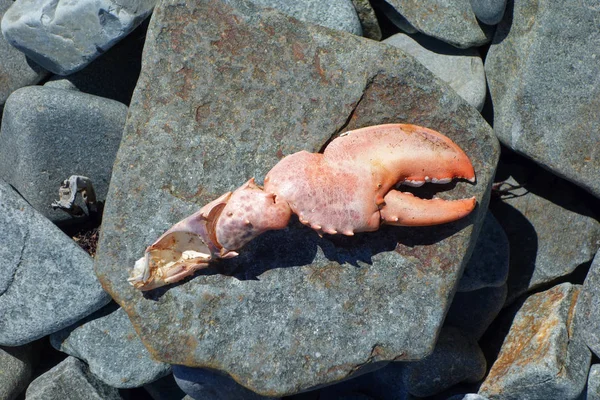 Garra de langosta en una playa rocosa —  Fotos de Stock