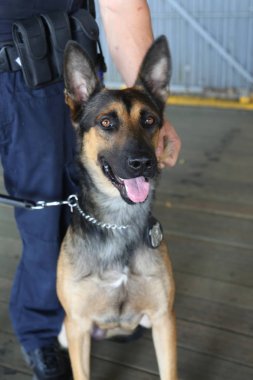 New York polisi counter Terörizm Bürosu K-9 köpek New York'taki güvenlik sağlama