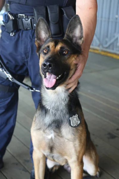 NYPD contra o terrorismo escritório K-9 cão fornecendo segurança em Nova York — Fotografia de Stock