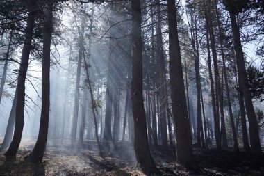 California'da orman orman yangını