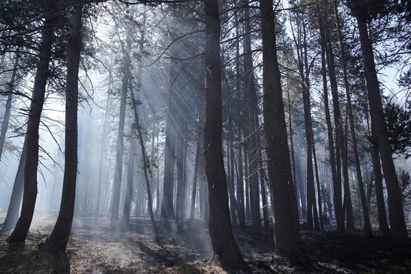 California'da orman orman yangını