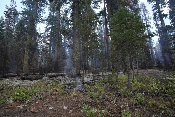 California'da orman orman yangını