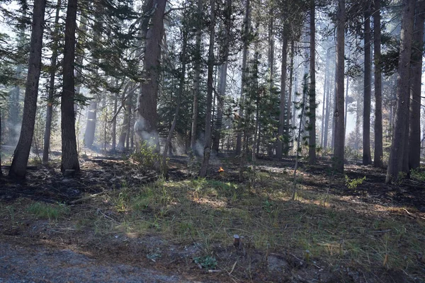 Forest wildvuur in Californië — Stockfoto
