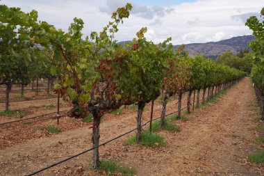 Üzüm, üzüm şarapları