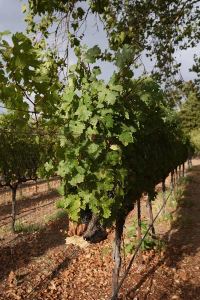 Grape wines in vineyard — Stock Photo, Image