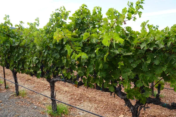 Grape wines in vineyard — Stock Photo, Image