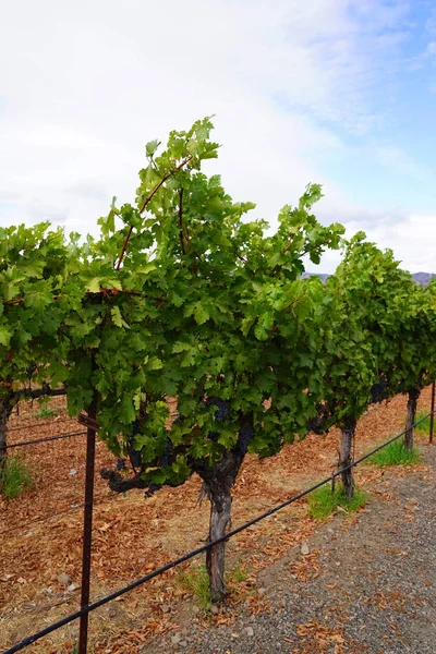 Grape wines in vineyard — Stock Photo, Image