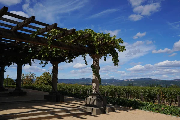 Typisch landschap met rijen van druiven in de wijnbouw regio van napa valley — Stockfoto