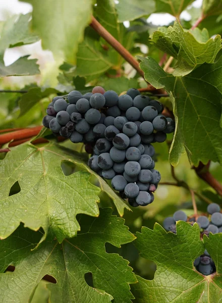 Ripe Wine Grapes On The Vine — Stock Photo, Image