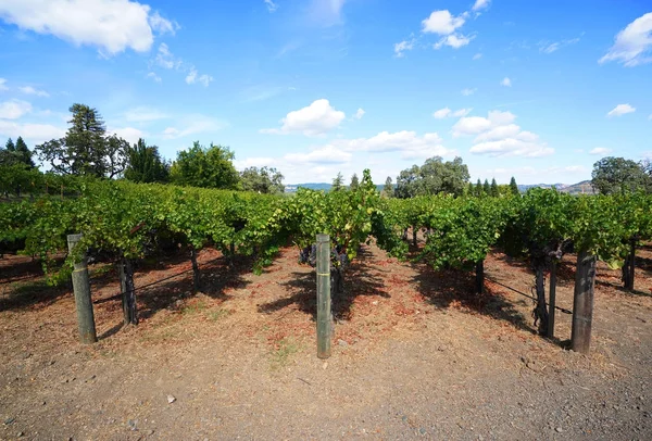 Paisaje típico con hileras de uvas en la región vitícola del Valle de Napa — Foto de Stock