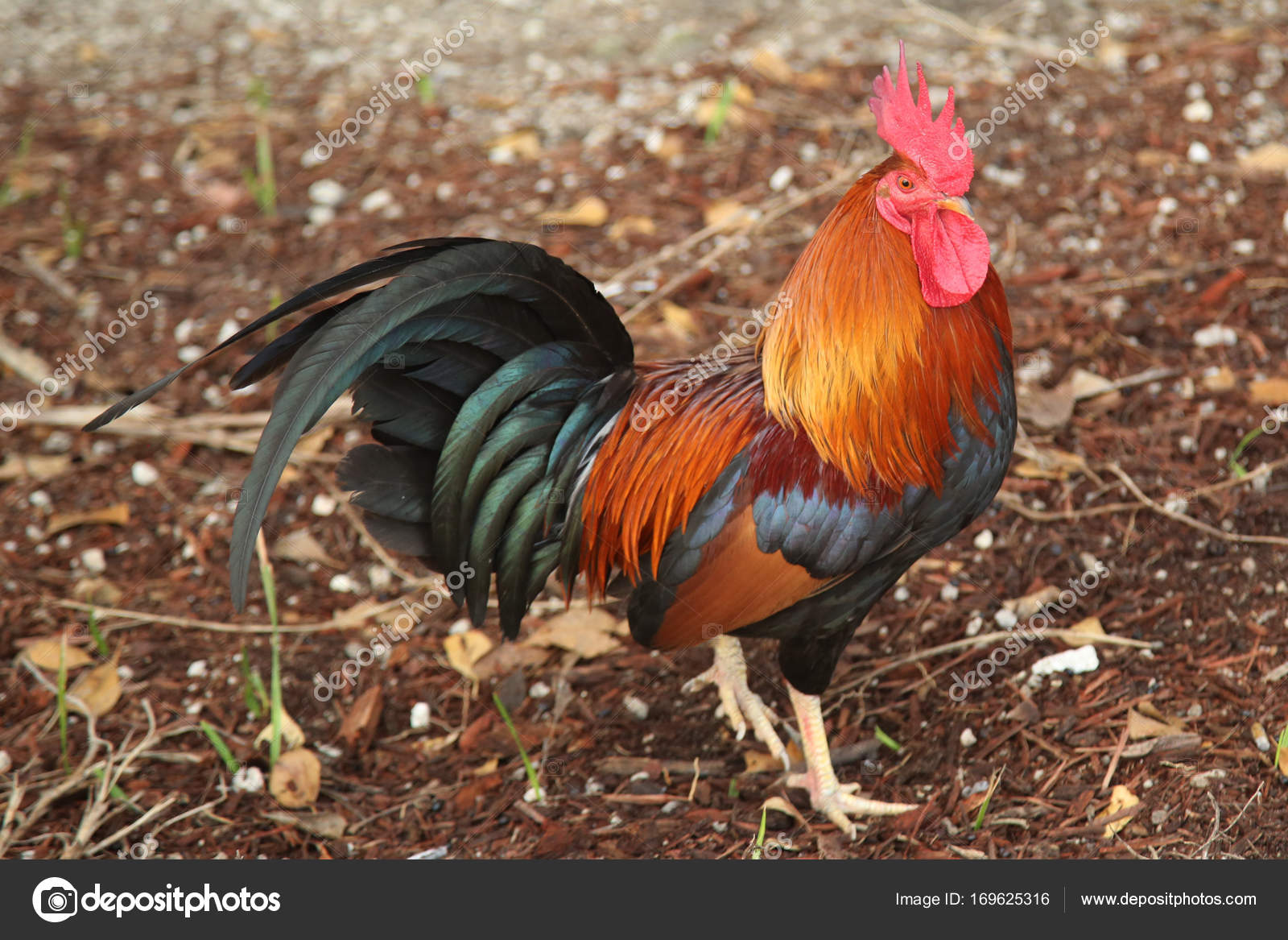 Wild rooster in Key West, Florida Stock Photo by ©zhukovsky 169625316