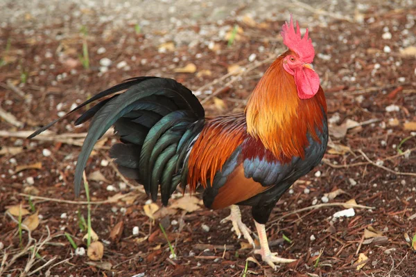 Wild rooster i Key West, Florida — Stockfoto