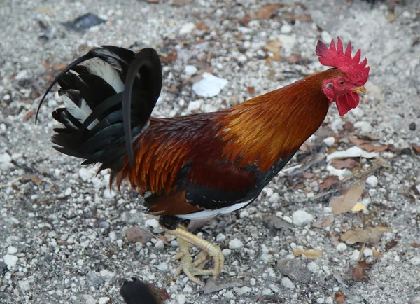 Wild rooster in Key West, Florida