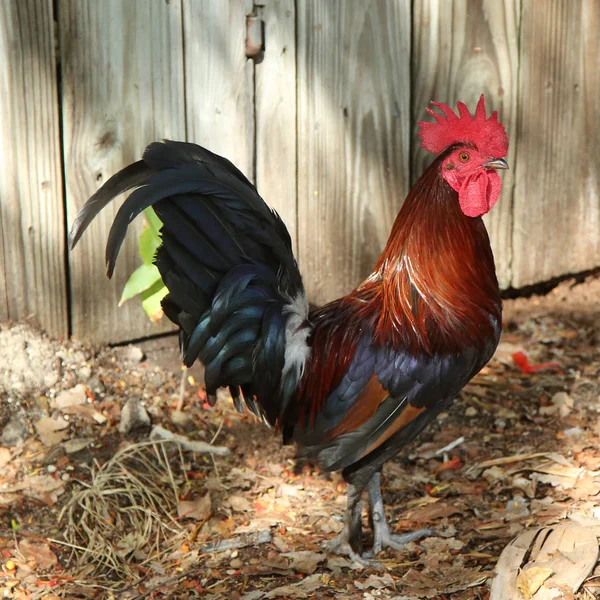 Wild rooster i Key West, Florida — Stockfoto