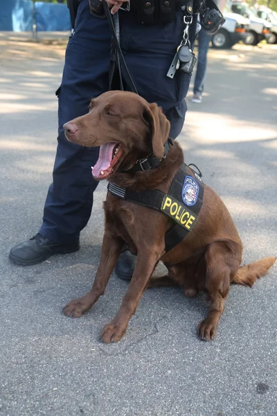 セキュリティを提供するニューヨーク市警 K-9 犬 — ストック写真