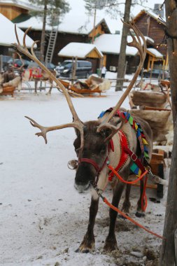 Ren geyiği Fin lapland içinde
