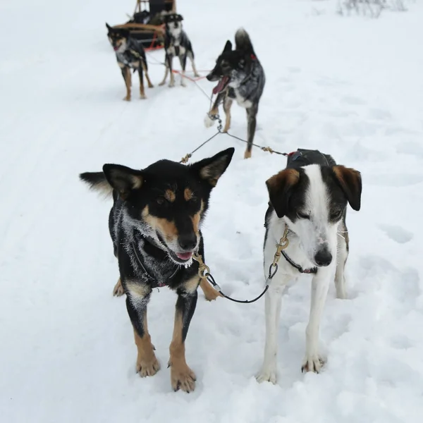 Alaskan Husky Obozie Papki Fińskiej Laponii — Zdjęcie stockowe