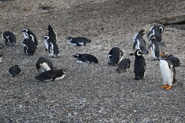 Gentoo Pinguïns Antarctica — Stockfoto