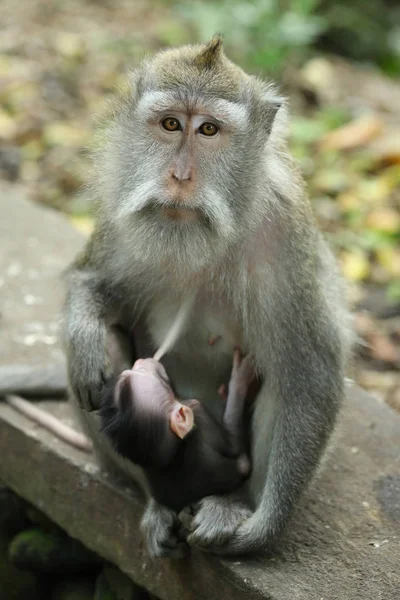 Singe Dans Sanctuaire Forêt Sacrée Bali Indonésie — Photo