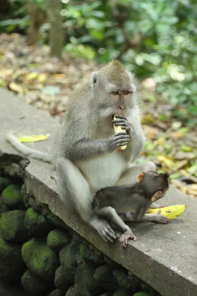 Monkey in the Sacred Forest Sanctuary, Bali, Indonesia