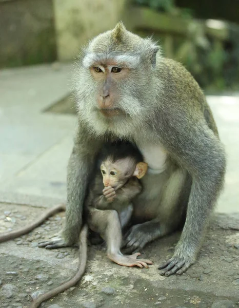 Singe Dans Sanctuaire Forêt Sacrée Bali Indonésie — Photo