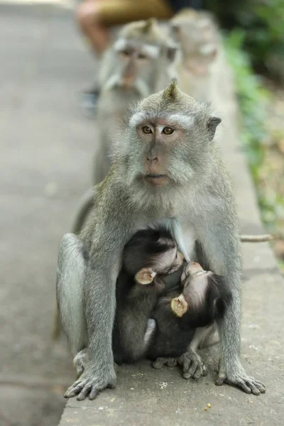 Mono Santuario Del Bosque Sagrado Bali Indonesia — Foto de Stock