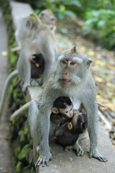 Mono Santuario Del Bosque Sagrado Bali Indonesia — Foto de Stock