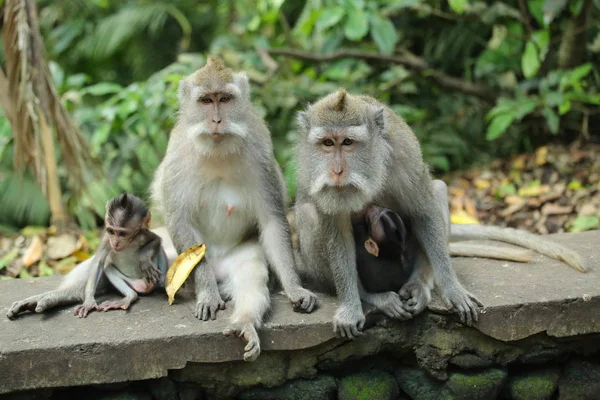 Singe Dans Sanctuaire Forêt Sacrée Bali Indonésie — Photo