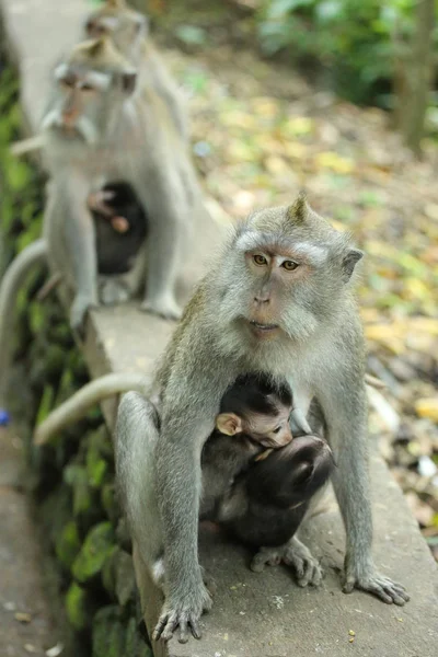 Mono Santuario Del Bosque Sagrado Bali Indonesia — Foto de Stock