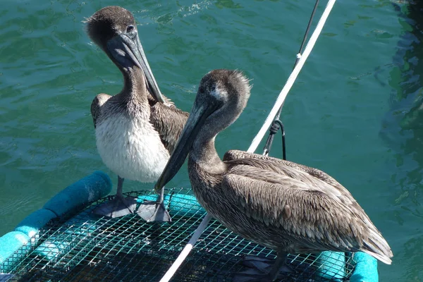 Gray Pelican Florida Marina — Stock Photo, Image