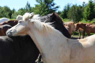 Grup İzlandalı atlar