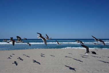 Florida plaj siyah Kepçe kuşlara