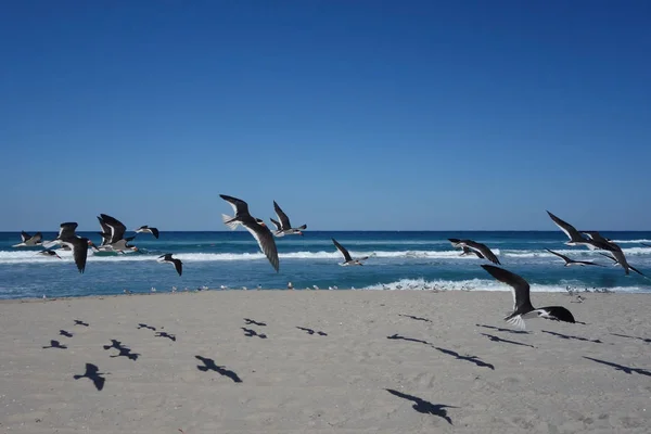 Florida Plaj Siyah Kepçe Kuşlara - Stok İmaj