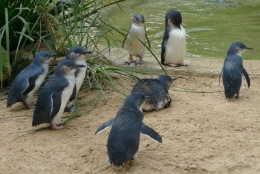 şirin Avustralya küçük penguenler