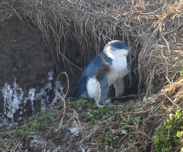 Niedliche Kleine Australische Pinguine — Stockfoto