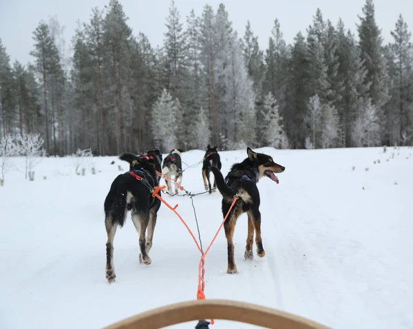 Alaskan Husky Musher Kamp Fins Lapland — Stockfoto