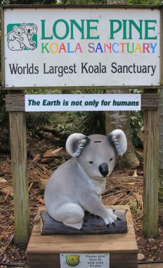 Brisbane, Avustralya - 1 Nisan 2011: Avustralya 'nın Queensland kentindeki Brisbane banliyösünde Lone Pine Koala Sığınağı