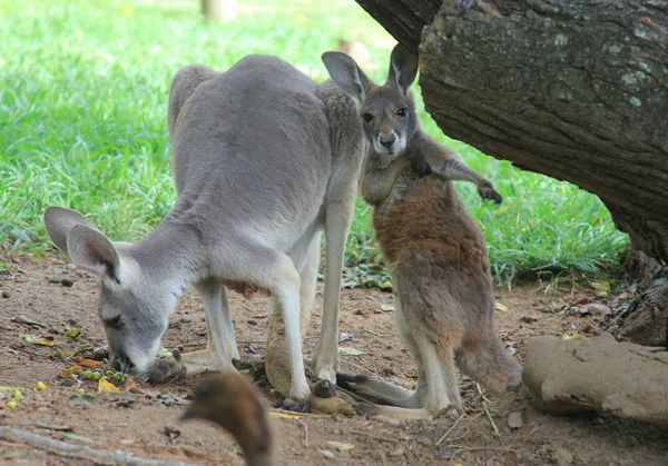 Oosterse Grijze Kangoeroe Met Baby Een Baby Kangoeroe Wordt Een — Stockfoto