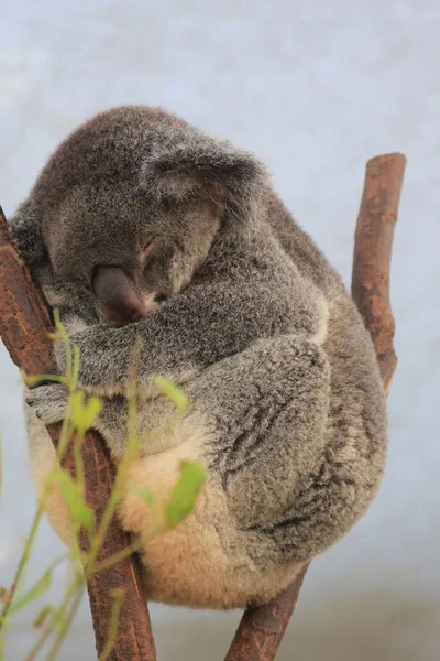 Koala Lone Pine Koala Sanctuary Brisbane Australia — Stock Photo, Image