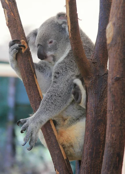 Koala Lone Pine Koala Sanctuary Brisbane Australië — Stockfoto