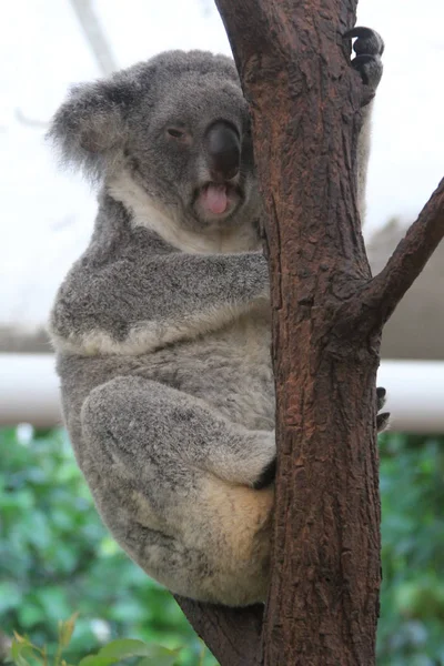 Koala Koala Lone Pine Sanktuarium Brisbane Australia — Zdjęcie stockowe