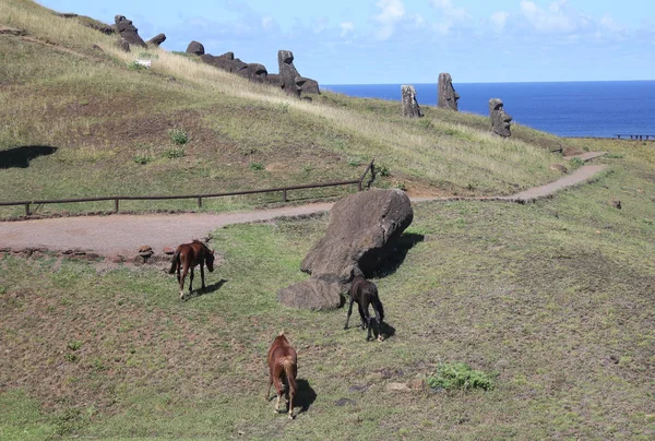 Moai Wild Horses Quarry Easter Island Chile — Stock Photo, Image