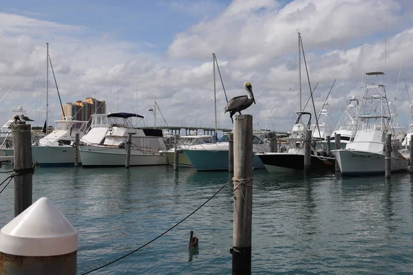 西棕榈滩 West Palm Beach Florida 2019年3月30日 佛罗里达州海鱼码头的灰鹈鹕 海鱼码头度假胜地是棕榈滩最受欢迎的泊位 — 图库照片