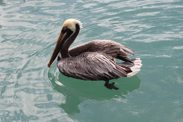 Gray Pelican Florida Marina — Stock Photo, Image